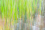 Marsh Grass Abstract