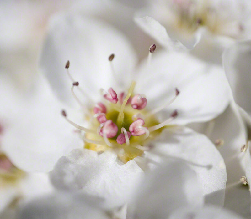 Wild Plum Blossoms