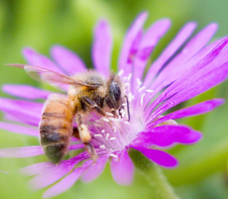 Honeybee on Ice Plant blossom