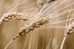 Ripened Wheat