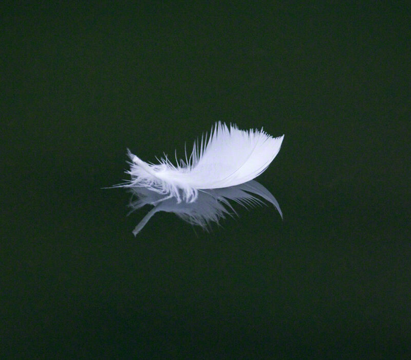 Feather on the Water