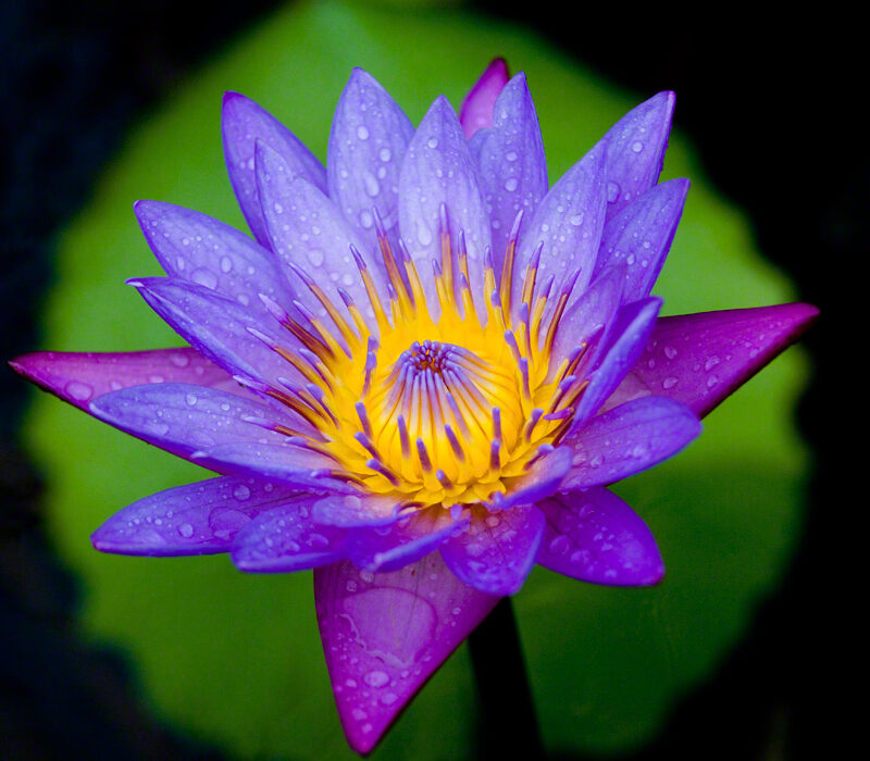 Blue and Purple Water Lily in the Rain