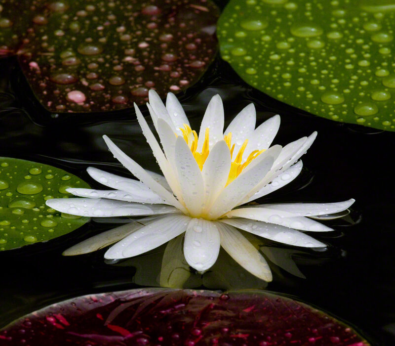 White Water Lily in the Rain