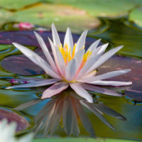 Water Lily in Moving Water