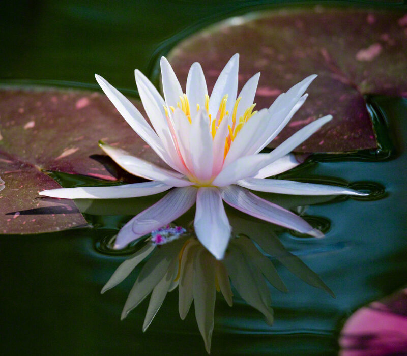 White, Pink, and Yellow Water Lily