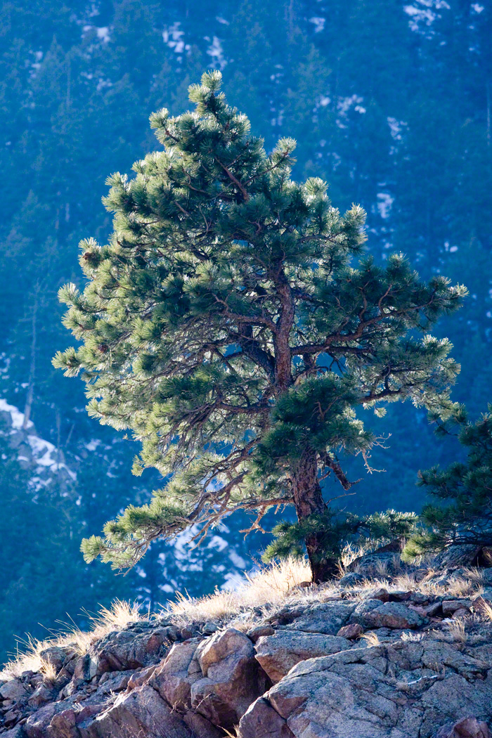 Pine in Boulder Canyon