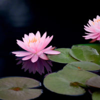 White, Pink, and Yellow Water Lily
