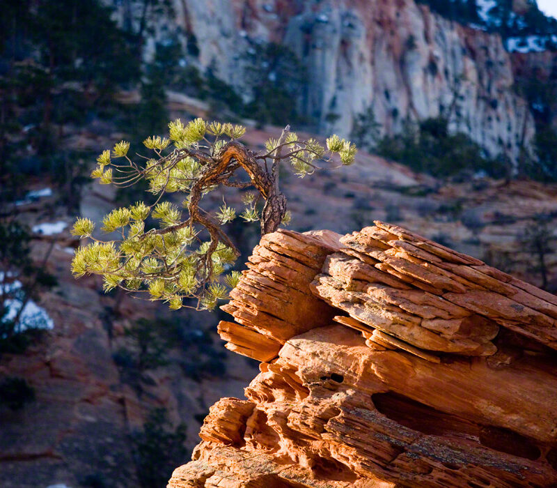 Gnarled Tree in Zion