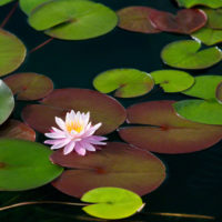Water Lily at Sunrise