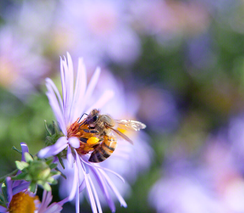 Honeybee on Aster