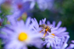 Honeybee on Aster