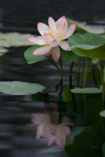 Lotus and Reflection