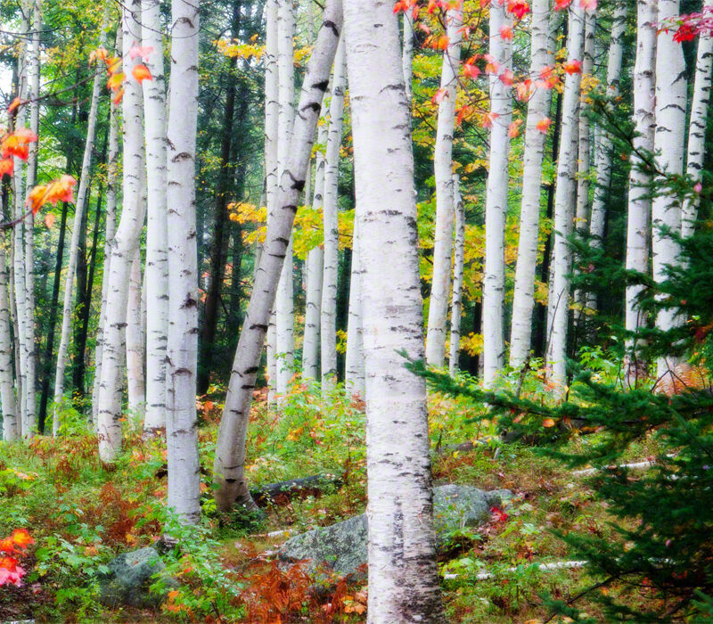 White Birch and Fall Colors