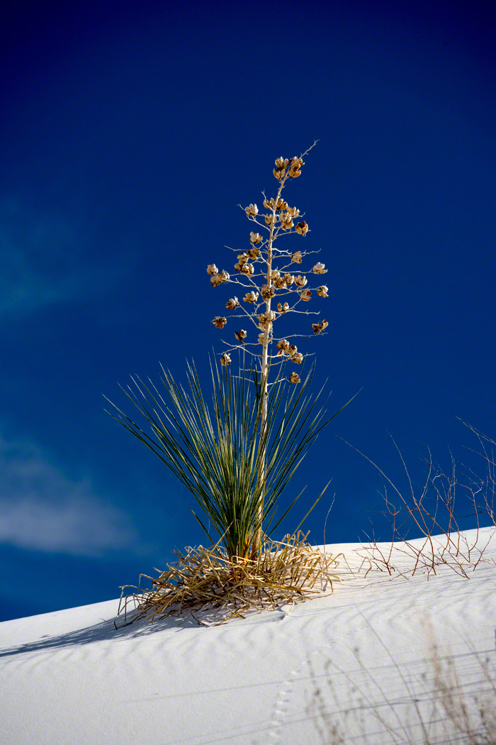 Yucca at White Sands