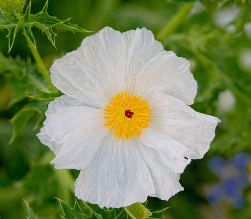 White Poppy Close-up