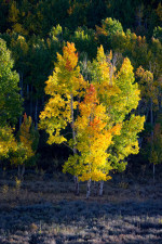 The Colors of Autumn, Colorado The Colors of Autumn, Colorado