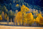 Backlit Trees, Colorado Backlit Trees, Colorado