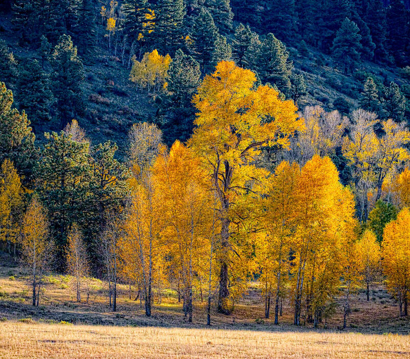 Backlit Trees, Colorado