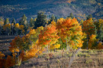 A Morning in the Fall, Colorado A Morning in the Fall, Colorado