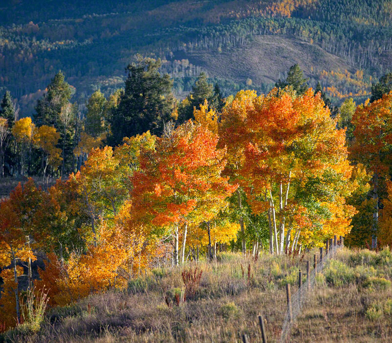 A Morning in the Fall, Colorado