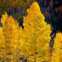 Mountains of Autumn Gold, Colorado