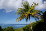 Caribbean Rainbow