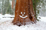 Sequoia With a Smile