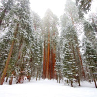 Snowing in Sequoia