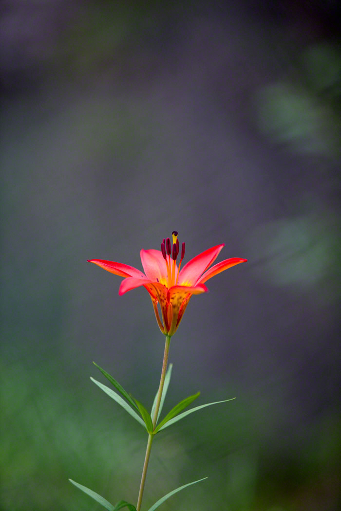Western Wood Lily