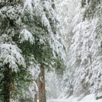 Snowy Drive Through Mt Rainier Natl Park, Washington