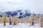 Snow and Fall Color in Larch Valley, Banff Natl Park, Canada Snow and Fall Color in Larch Valley, Banff Natl Park, Canada