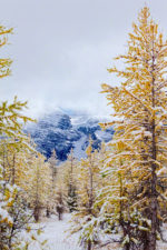 Snow and Fall Color in Larch Valley, Banff Natl Park, Canada Snow and Fall Color in Larch Valley, Banff Natl Park, Canada