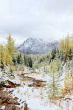 Snow and Fall Color in Larch Valley, Banff Natl Park, Canada Snow and Fall Color in Larch Valley, Banff Natl Park, Canada