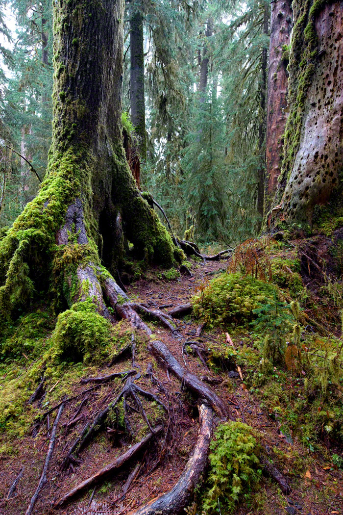 Hoh National Rainforest, Olympic Natl Park, Washington