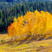 Fall Color on Colorado 17