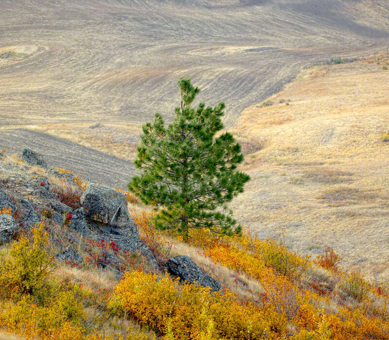 Lone Pine and Fall Color