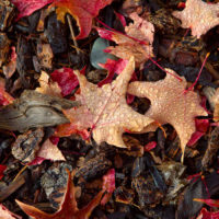Morning Dew on Fallen Maple Leaves