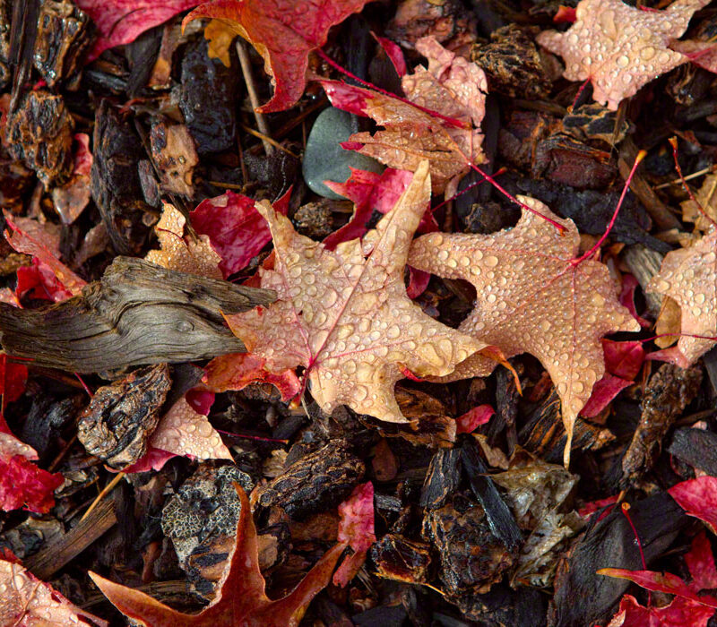 Morning Dew on Fallen Maple Leaves