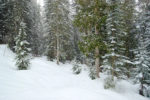 Snowshoeing in the Forest Snowshoeing in the Forest