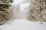 Snowshoeing in a Winter Wonderland Snowshoeing in a Winter Wonderland
