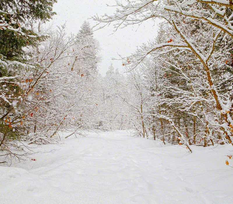 Snowshoeing in a Winter Wonderland
