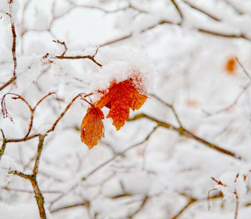 Snow-covered Maple Leaf