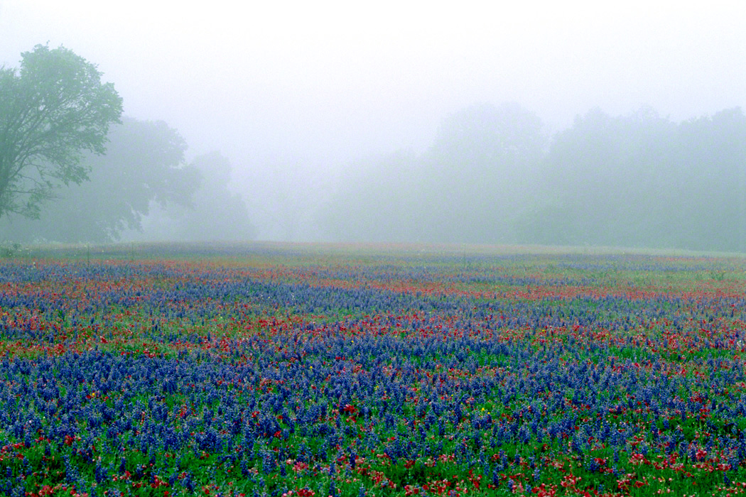 Wildflowers At Dawn Buddy Hawkins