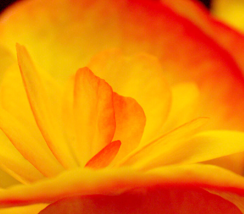 Begonia Macro