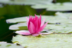 Water Lily In the Rain