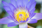Blue Water Lily