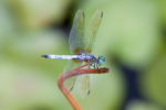 Blue Darter Dragonfly