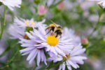 Bumblebee on New England Aster