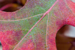 Dew-covered Autumn Red Oak