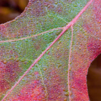 White Birch and Fall Colors